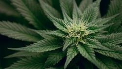 Больше 200 грамм марихуаны изъяла полиция у жителя Тымовского района