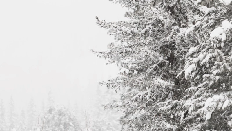 Метель с ветром на Сахалине и небольшой снег на Курилах ожидаются 22 декабря