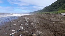 Жители села на Сахалине собирают рыбу ведрами после циклона