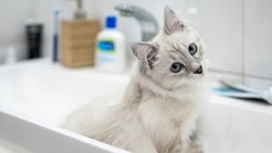 Все жители Южно-Сахалинска остались без горячей воды до вечера 20 августа