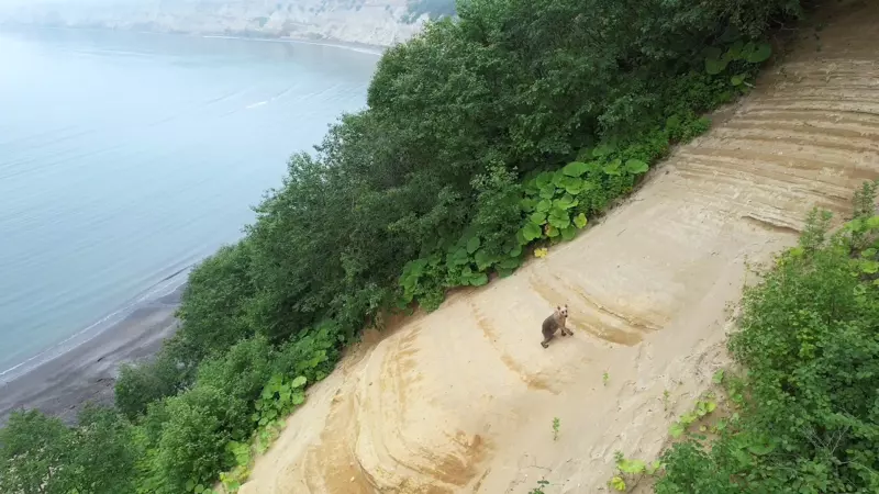 Жители Курил напугали молодого медведя, пытаясь сделать хороший кадр