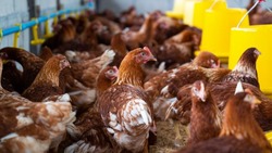 Птицефабрика «Островная»  увеличит производство яиц к Новому году