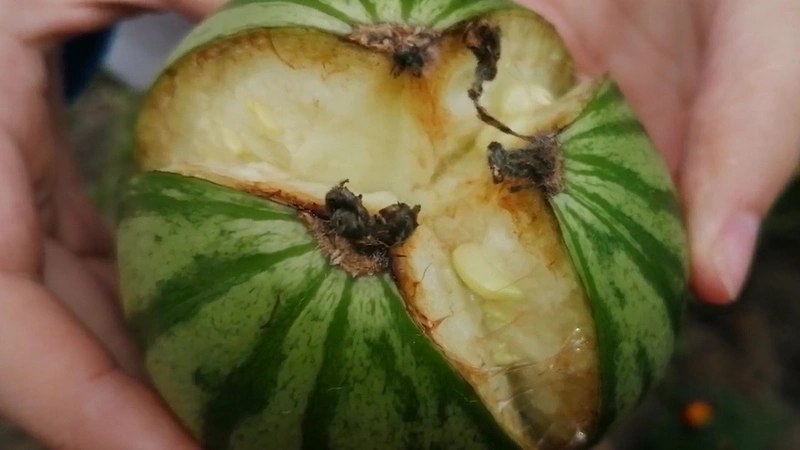 Народное видео: на Сахалине пасмурным летом «взрываются» арбузы