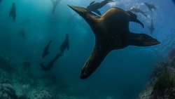 Обитателей подводного мира Монерона засняли на камеру в их естественной среде 