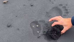 Медведь оставил следы на «магнитном» пляже Итурупа