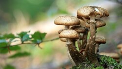 Роспотребнадзор объяснил сахалинцам, как не отравиться собранными грибами