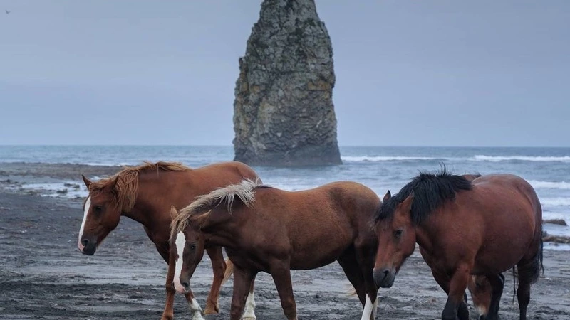 «Смотрятся красиво»: кубанский путешественник восхитился лошадьми на Курилах