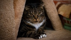 «Нашли в подвале»: ненавязчивый и ласковый кот Лео нуждается в человеческом тепле