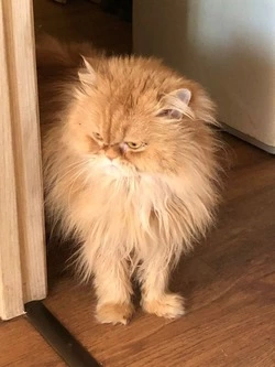 Кошке погибшего на СВО бойца ищут дом на Сахалине