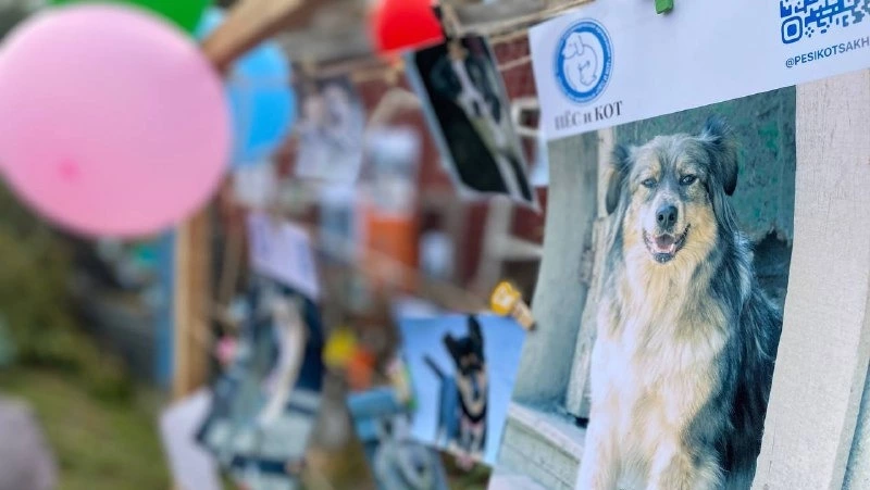 Экскурсии, розыгрыш призов и объятия: сахалинский приют «Пес и Кот» принял гостей