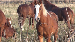 Суд в Южно-Сахалинске определит, чья лошадь попала в ДТП
