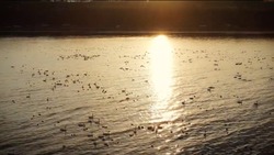 Тысячи лебедей на юге Сахалина пожелали островитянам доброго утра