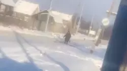 «Бездушный»: сахалинцы призвали к ответственности незнакомца, выбросившего собаку в Лиственничном