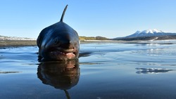 «Сахалинский лед» и 2-метровая акула: главные новости выходных в Сахалинской области