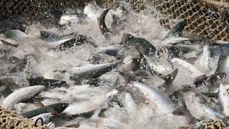 Сахалинские рыбаки готовятся к главной путине года