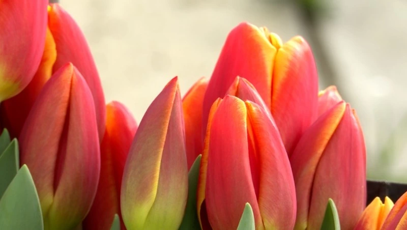 В главном островном совхозе приступили к сбору тюльпанов - Центр внимания 25.02.26