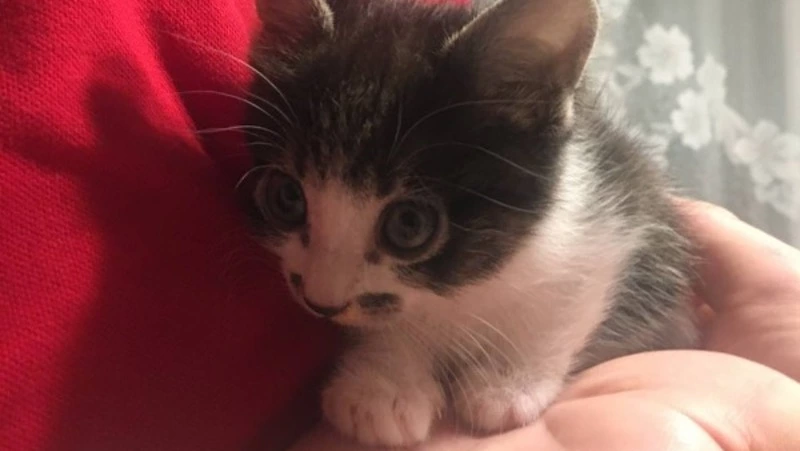 Маленького котенка в пакете выкинули в мусорный бак на Сахалине