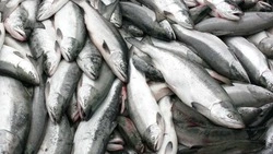 Мэрия Южно-Сахалинска: за год в городе продано 600 тонн свежевыловленной рыбы