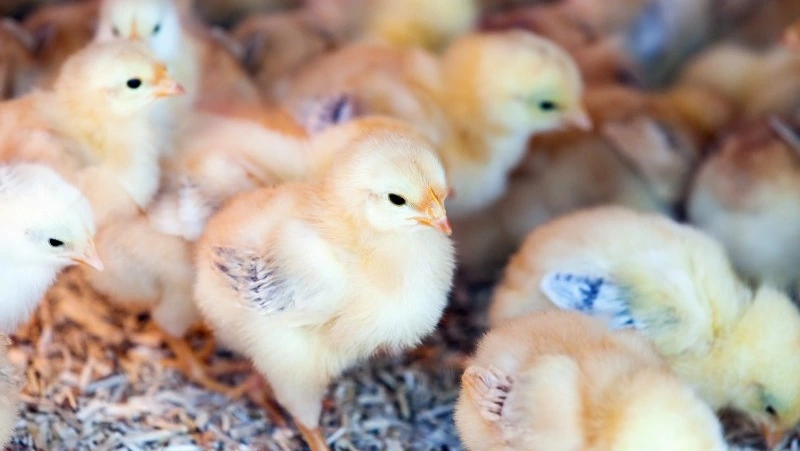 Сахалинская птицефабрика «Островная» оказалась в сложном финансовом положении из-за роста цен