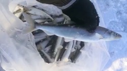 «Вообще огромный»: уловом крупной корюшки похвастал рыбак на Сахалине