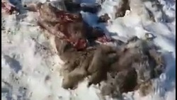 Сахалинские полицейские задержали одного из участников убийства краснокнижных оленей