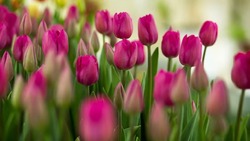 Флорист назвал два способа сэкономить на цветах к 8 Марта 