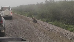 Встречу с медведем на трассе Итурупа сняли на видео 