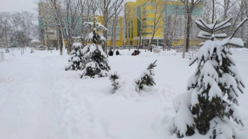 Полиция Южно-Сахалинска выяснила, кто украл елки в сквере в канун Нового года