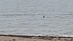 Рыбаки заметили косатку у берегов Сахалина