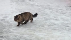 Незначительные осадки и до -12 градусов спрогнозировали в Южно-Сахалинске 15 января