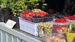 Садоводам и огородникам Южно-Сахалинска напомнили о местах продажи излишков урожая