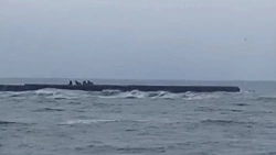 Группа сивучей приплыла посмотреть на севший на мель сухогруз в Невельске