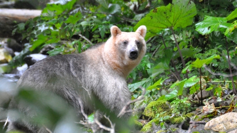 Российские и японские ученые исследовали кунаширских медведей