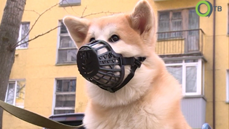 Сахалинские владельцы собак бьют тревогу: есть новые случаи отравления животных