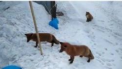 «Скоро нас начнут жрать»: лисы оккупировали дом жителя Северо-курильска
