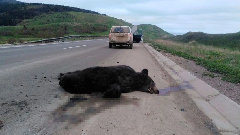 Медведь истек кровью и умер после ДТП на Сахалине