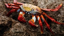 Дмитрий Дибров восхищен чистотой Южно-Сахалинска и мечтает узнать, как ловят крабов