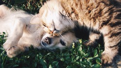 Собака и кот голодают в изоляции у горы Коврижка на юге Сахалина