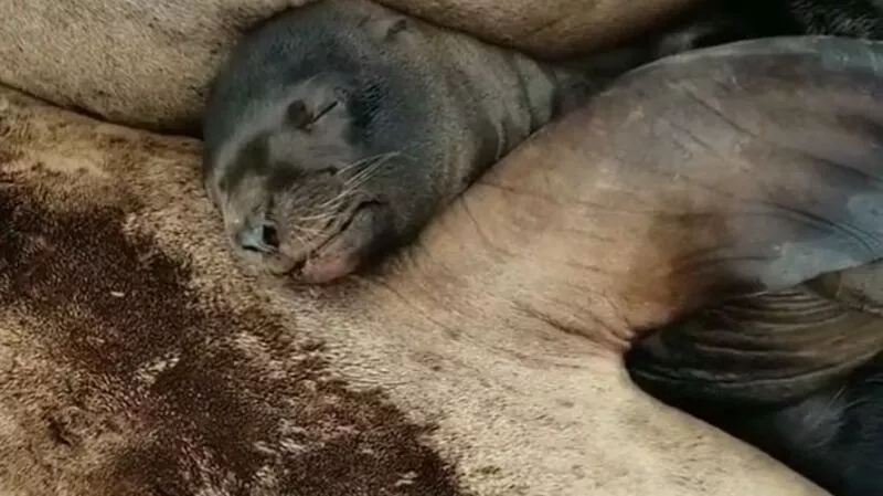 На Сахалине дрон запечатлел редкие кадры из жизни сивучонка