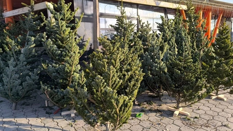 Более 10 «новогодних» браконьеров поймали в лесах на Сахалине