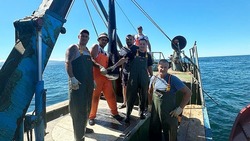 Рыбаки дважды за день поймали голубую акулу возле берегов Итурупа