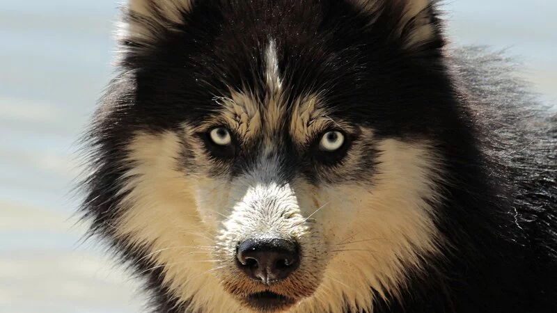 Сахалинца, убившего собаку за лай, посадят в тюрьму