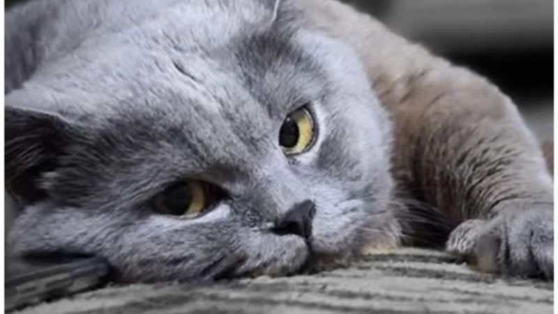 Борис Джонсон выпал с балкона, оказался Маркизом и ищет новый дом на Сахалине