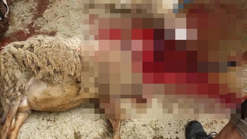 «Поздравляю с Курбан-байрам»: мигрант зарезал овцу в Южно-Сахалинске и выложил видео в сеть (18+)