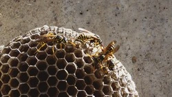 Осы поселились в танке на площади Славы в Южно-Сахалинске и напали на детей