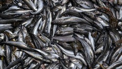 Правила выдачи квот на добычу минтая пересмотрят для рыбаков Сахалина