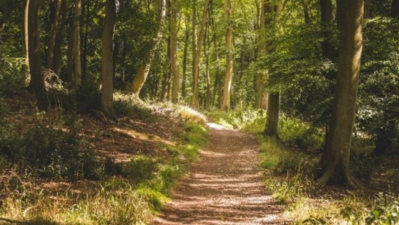 Сахалинскую область отметили одним из лучших регионов страны, где заботятся о лесе