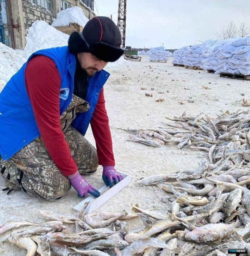 СахНИРО: наважья путина в заливе Терпения проходит успешно