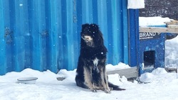 Снег, +1°С, ветер до 16 м/c: погода в Сахалинской области на день 7 февраля