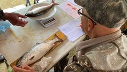 Победителей конкурса по лову симы определили на реке Урюм в Анивском районе